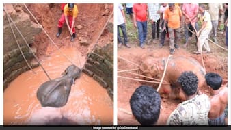 Heartwarming Odisha Rescue: Officials, Villagers Save Elephant Calf From Well