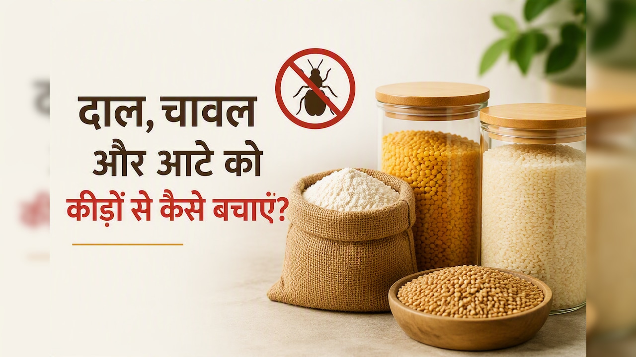 बारिश में दाल, चावल और आटे को कीड़ों से बचाने के आसान और असरदार घरेलू नुस्खे