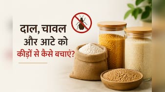 बारिश में दाल, चावल और आटे को कीड़ों से बचाने के आसान और असरदार घरेलू नुस्खे