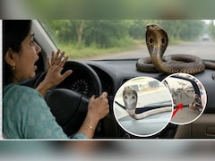 कार में घुस गया सांप तो क्या करें? घबराकर ये गलती बिल्कुल न करें, जानिए सुरक्षित तरीका
