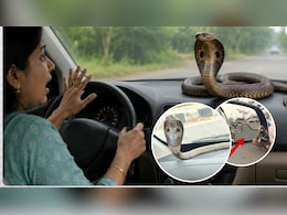 कार में घुस गया सांप तो क्या करें? घबराकर ये गलती बिल्कुल न करें, जानिए सुरक्षित तरीका