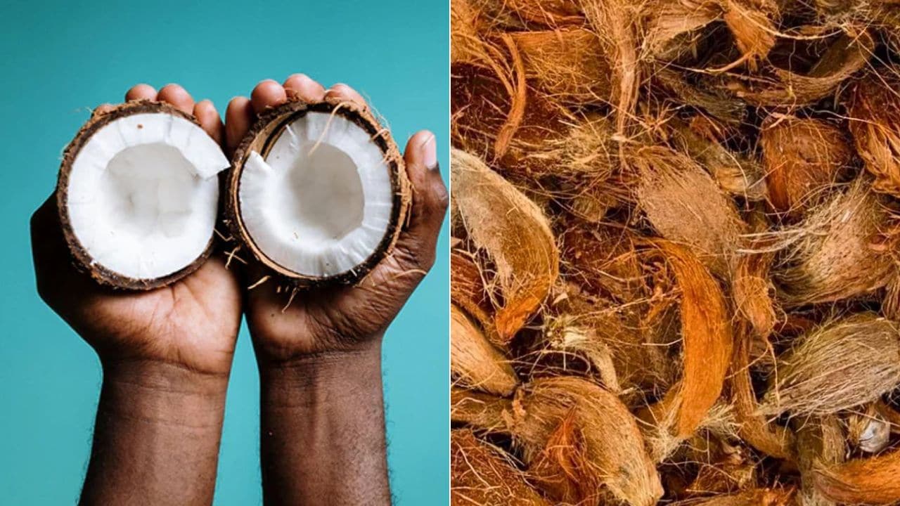 नारियल छीलने का सबसे आसान तरीका, जानें कैसे बिना गंदगी फैलाए मिनटों में निकालें नारियल