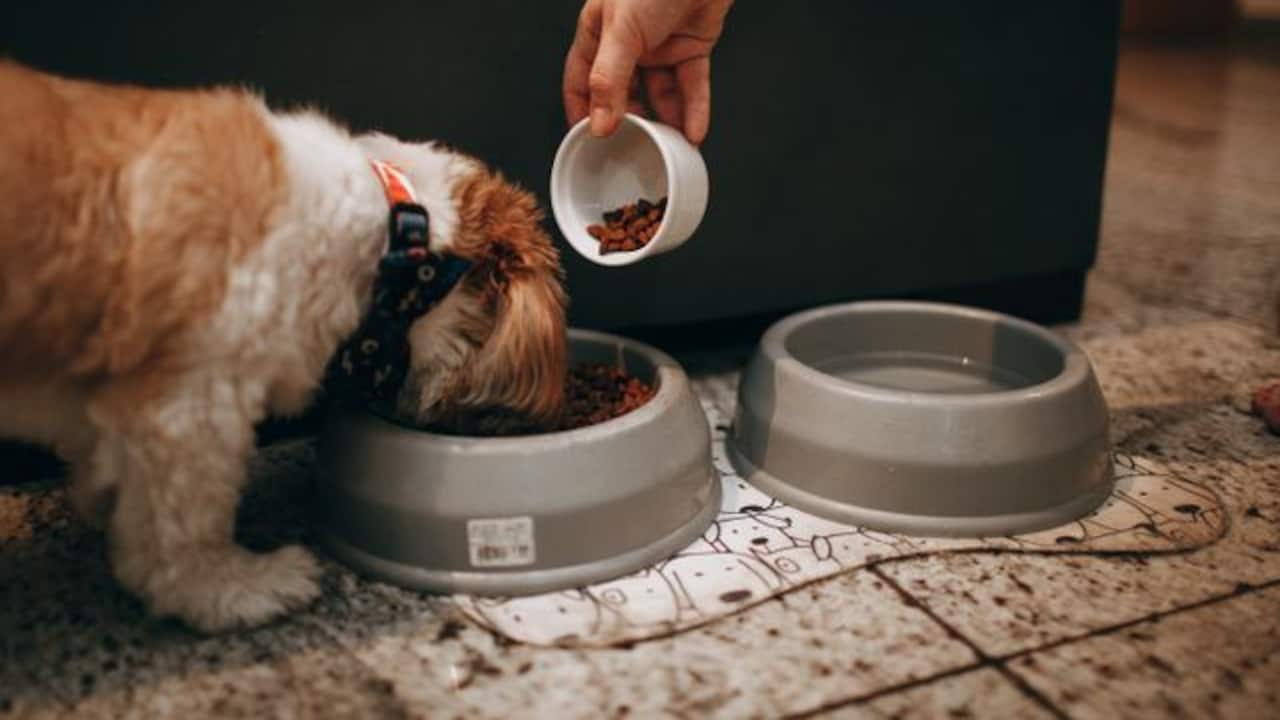 What makes slow feeding bowls an ideal choice for some pets What makes slow feeding bowls an ideal choice for some pets