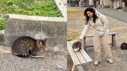 This Japanese Island Has More Than 200 Cats And Fewer Humans