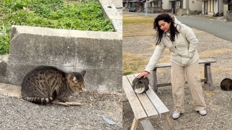 This Japanese Island Has More Than 200 Cats And Fewer Humans