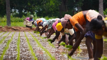 El Nino May Bring Early Summer, Putting Rabi Crops At Risk Amid 15% Monsoon Deficit