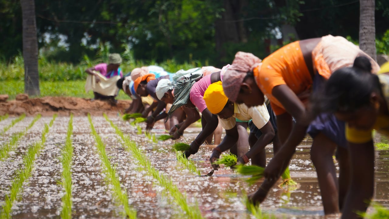 El Nino May Bring Early Summer, Putting Rabi Crops At Risk Amid 15% Monsoon Deficit