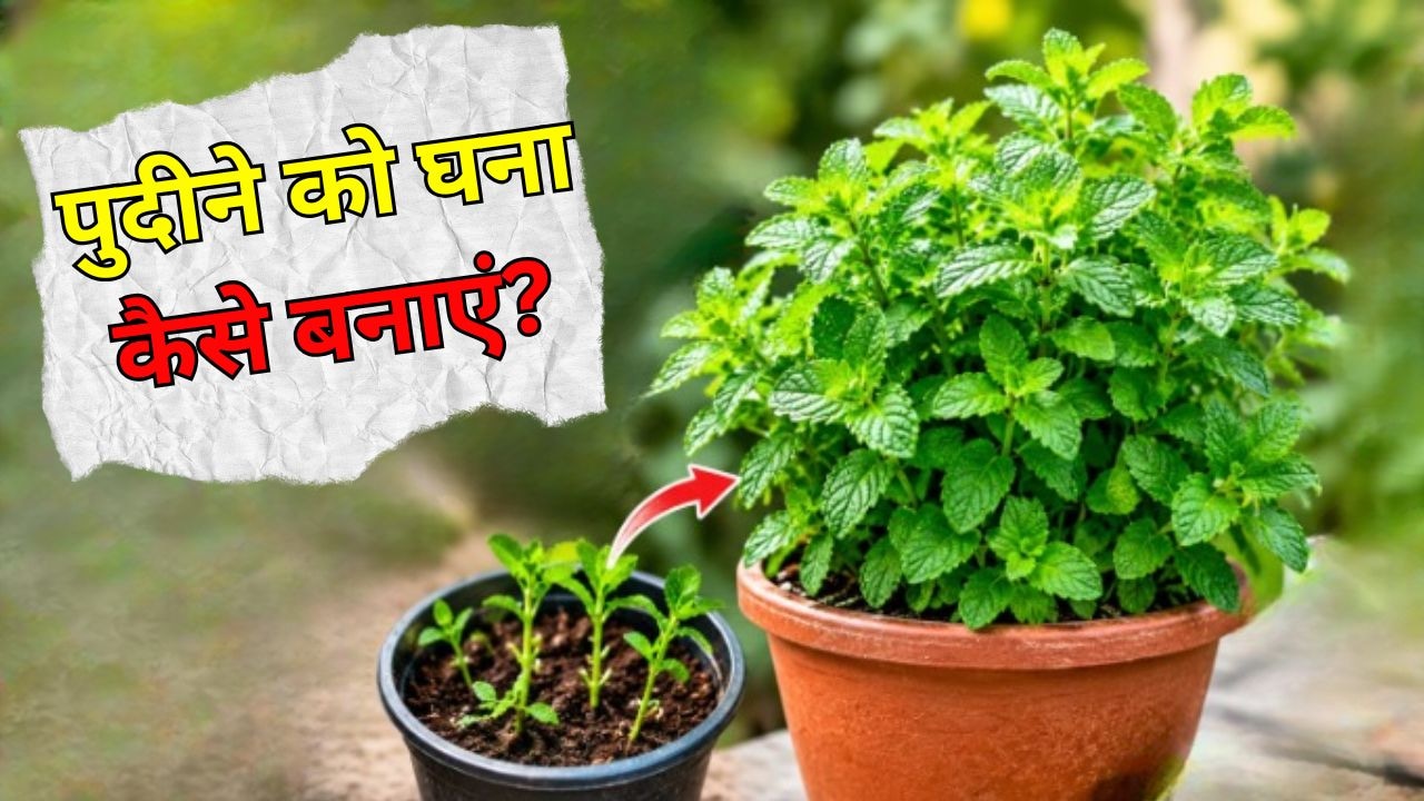 पुदीने के पौधे को घना कैसे बनाएं? गार्डिंग एक्सपर्ट ने बताया क्या डालने से पुदीने का पौधा तेजी से बढ़ेगा
