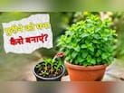 पुदीने के पौधे को घना कैसे बनाएं? गार्डिंग एक्सपर्ट ने बताया क्या डालने से पुदीने का पौधा तेजी से बढ़ेगा