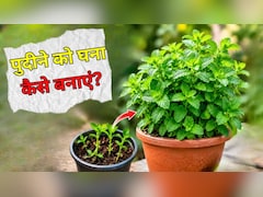 पुदीने के पौधे को घना कैसे बनाएं? गार्डिंग एक्सपर्ट ने बताया क्या डालने से पुदीने का पौधा तेजी से बढ़ेगा
