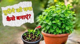 पुदीने के पौधे को घना कैसे बनाएं? गार्डिंग एक्सपर्ट ने बताया क्या डालने से पुदीने का पौधा तेजी से बढ़ेगा