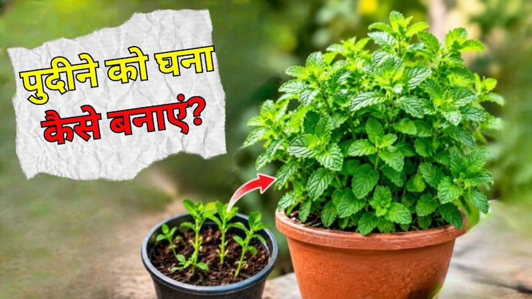 पुदीने के पौधे को घना कैसे बनाएं? गार्डिंग एक्सपर्ट ने बताया क्या डालने से पुदीने का पौधा तेजी से बढ़ेगा