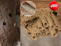 मिट्टी का घर कौन सा कीड़ा बनाता है? जानिए मिट्टी के घोंसले बनाने वाले कीड़ों से कैसे छुटकारा पाएं