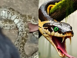 कानपुर में 150 किलो के विशालकाय अजगर ने उड़ाए लोगों के होश, सामने देख हुई हालत खराब, VIDEO