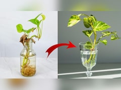 Money Plant को पानी में कैसे उगाएं? गार्डिंग एक्सपर्ट ने बताया पानी में मनी प्लांट बढ़ नहीं रहा हो तो क्या करें