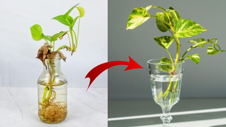 Money Plant को पानी में कैसे उगाएं? गार्डिंग एक्सपर्ट ने बताया पानी में मनी प्लांट बढ़ नहीं रहा हो तो क्या करें