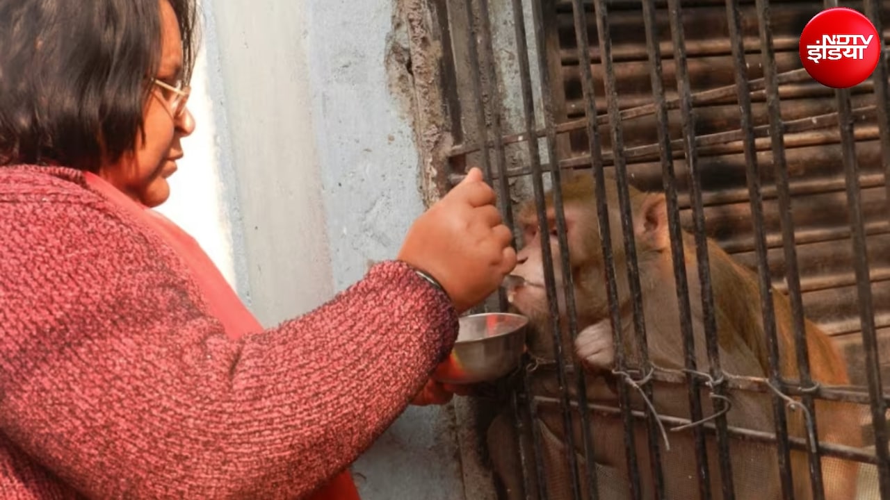 रायबरेली के इस कपल ने बंदर के नाम क्यों कर दी करोड़ों की जायदाद? रुला देगी ये कहानी
