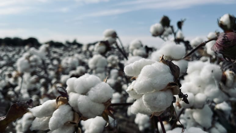Xinjiang Sanctions Evaded? Firms Tied To Banned Chinese Cotton Giant Still Export To US