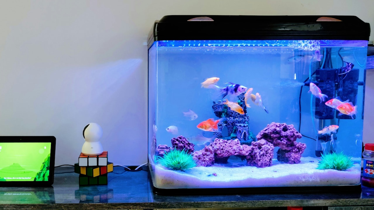 Bestselling Aquarium supplies for fishkeeping needs on Amazon Bestselling Aquarium supplies for fishkeeping needs on Amazon