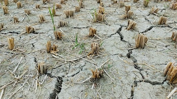 'Situation Very Serious': Fadnavis Assesses Drought In Latur, Pledges Direct Aid To Farmers