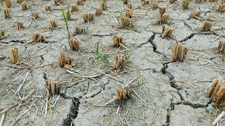 'Situation Very Serious': Fadnavis Assesses Drought In Latur, Pledges Direct Aid To Farmers