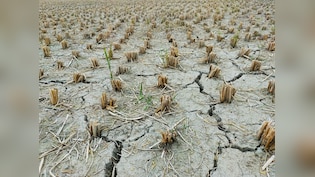 Nearly 3 In 4 Maharashtra Talukas Declared Drought-Hit; Relief Announced For Farmers, Students