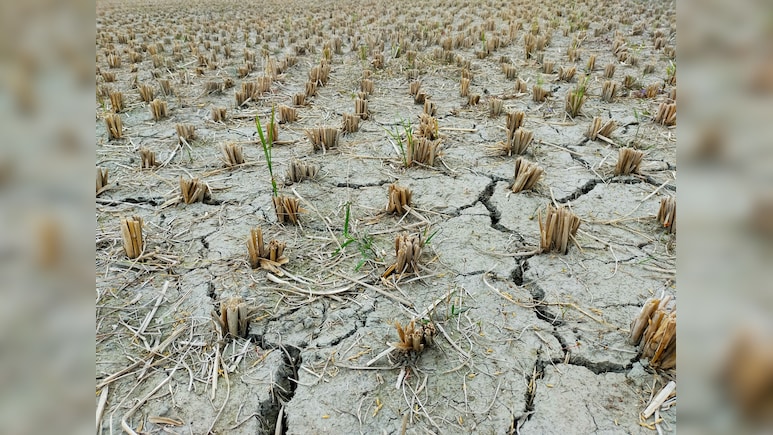 India's Drought Risk: Which Stocks Could Feel The Impact Of A Weak Monsoon And Rural Demand Shock?