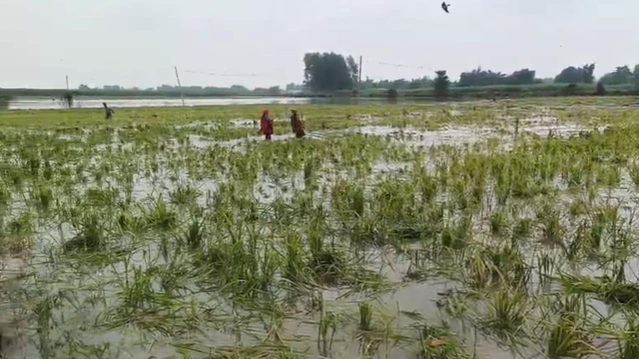 धान की खेती बर्बाद! कोसी नदी को 'कोस' रहे बिहार के किसान