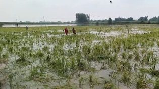 धान की खेती बर्बाद! कोसी नदी को 'कोस' रहे बिहार के किसान