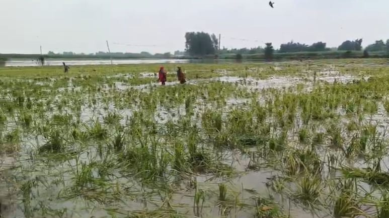 धान की खेती बर्बाद! कोसी नदी को 'कोस' रहे बिहार के किसान