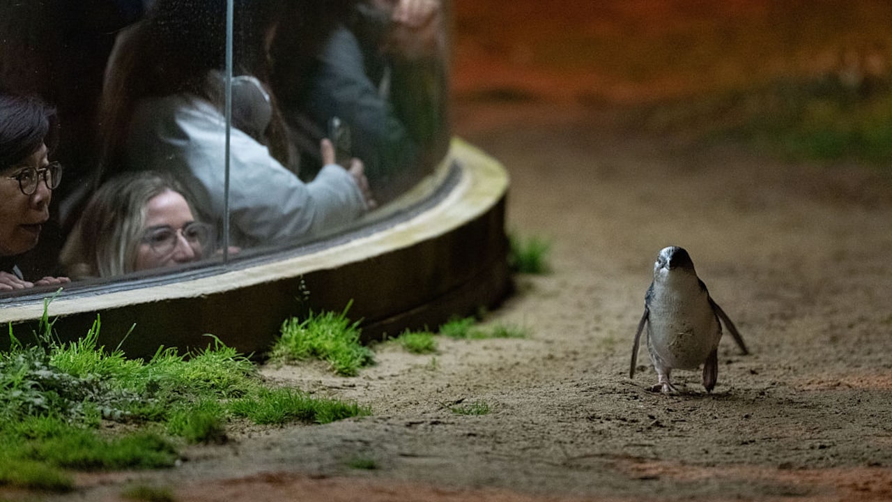 The conservation efforts revived the population of penguins on Phillip Island. The conservation efforts revived the population of penguins on Phillip Island.