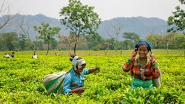 Bidding On A Better Brew: Dibrugarh Hosts Assam&rsquo;s First Tea E-Auction