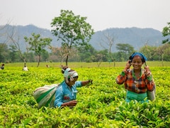 Bidding On A Better Brew: Dibrugarh Hosts Assam’s First Tea E-Auction