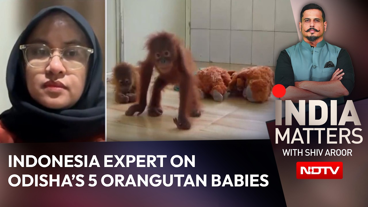'We Can Support': Indonesia Expert On Odisha's 5 Baby Orangutans