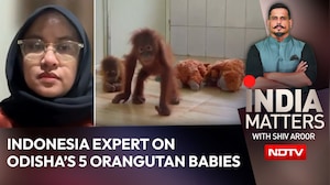 'We Can Support': Indonesia Expert On Odisha's 5 Baby Orangutans