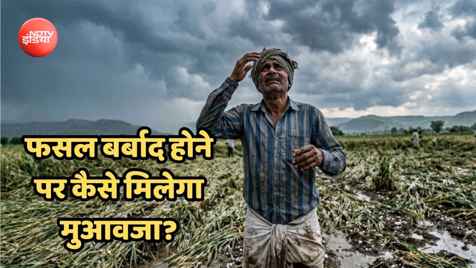 बारिश-ओलों से धान-मूंग, तिल जैसी फसलें बर्बाद, सरकार से मुआवजा चाहिए ...