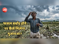 बारिश-ओलों से धान-मूंग, तिल जैसी फसलें बर्बाद, सरकार से मुआवजा चाहिए, तो याद रखें ये 5 बातें
