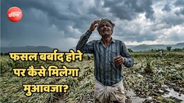 बारिश-ओलों से धान-मूंग, तिल जैसी फसलें बर्बाद, सरकार से मुआवजा चाहिए, तो याद रखें ये 5 बातें
