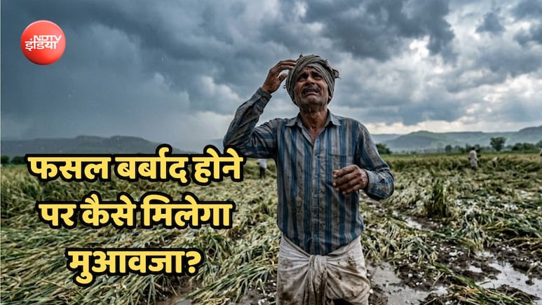 बारिश-ओलों से धान-मूंग, तिल जैसी फसलें बर्बाद, सरकार से मुआवजा चाहिए, तो याद रखें ये 5 बातें