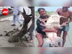 सैयद सोहेल का शो: नेपाल से बहकर बिहार पहुंच रहीं 100-100 किलो की मछलियां, पकड़ने टूट पड़े लोग
