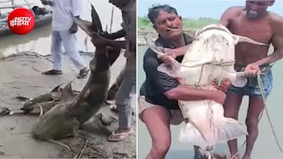 सैयद सोहेल का शो: नेपाल से बहकर बिहार पहुंच रहीं 100-100 किलो की मछलियां, पकड़ने टूट पड़े लोग