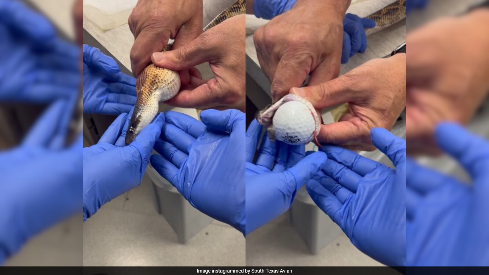 US Veterinarians Remove Three Golf Balls from Snake Without Surgery