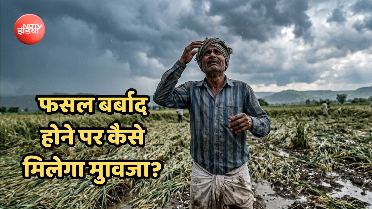 बारिश-ओलों से धान-मूंग, तिल जैसी फसलें बर्बाद, सरकार से मुआवजा चाहिए, तो याद रखें ये 5 बातें