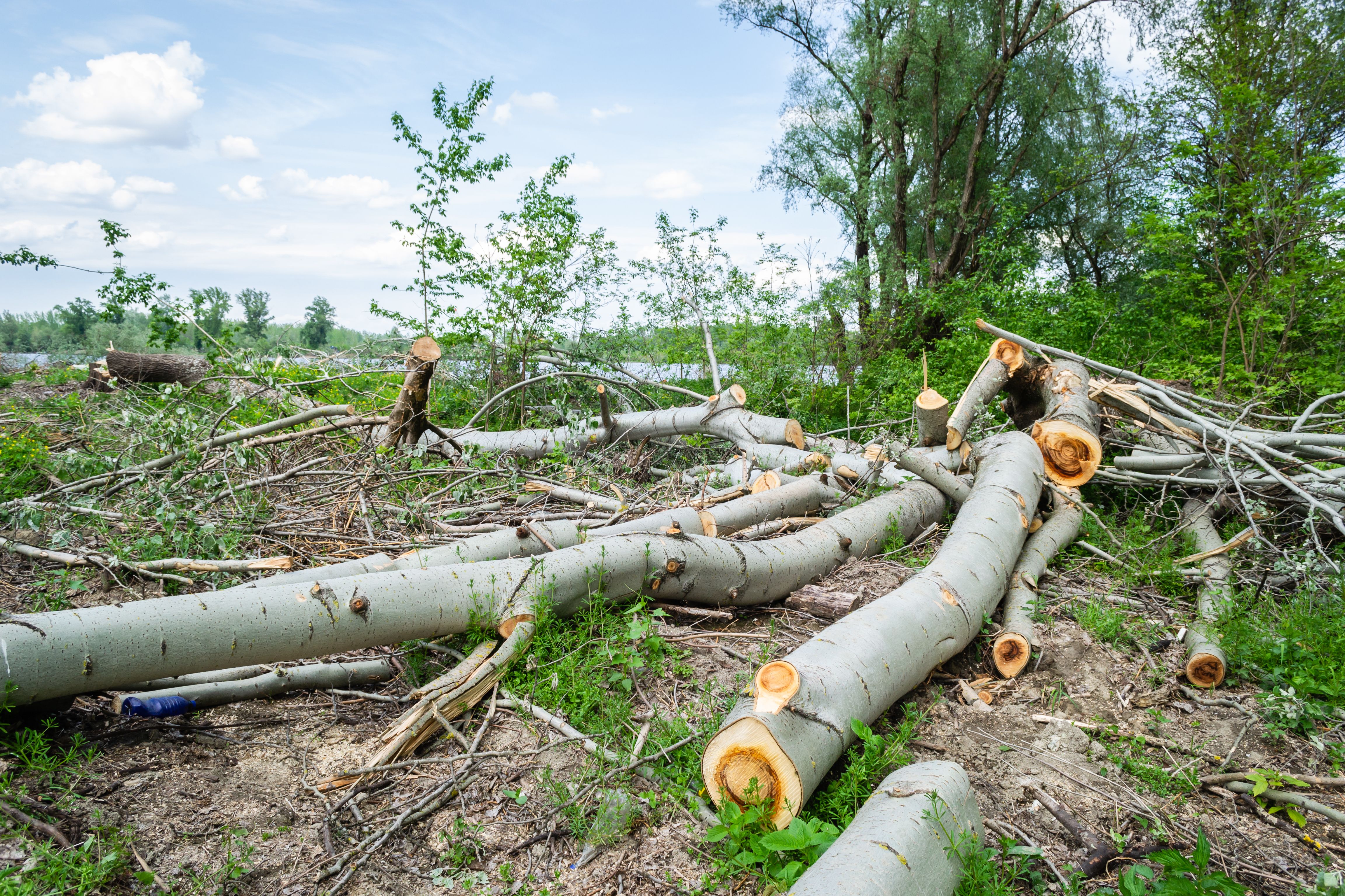 Canadian homeowner awarded Rs 24 lakh after neighbours cut trees without permission