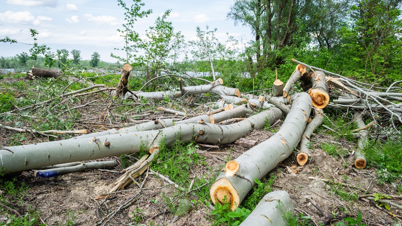 Woman Awarded Rs 24 Lakh After Neighbours Cut Trees For Better Lake View