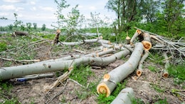 Woman Awarded Rs 24 Lakh After Neighbours Cut Trees For Better Lake View