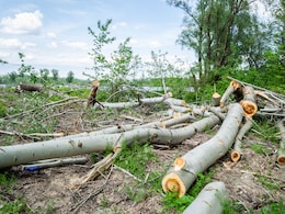 Woman Awarded Rs 24 Lakh After Neighbours Cut Trees For Better Lake View