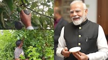 PM Modi's New Video Puts The Spotlight On Avocado And Its Rising Popularity