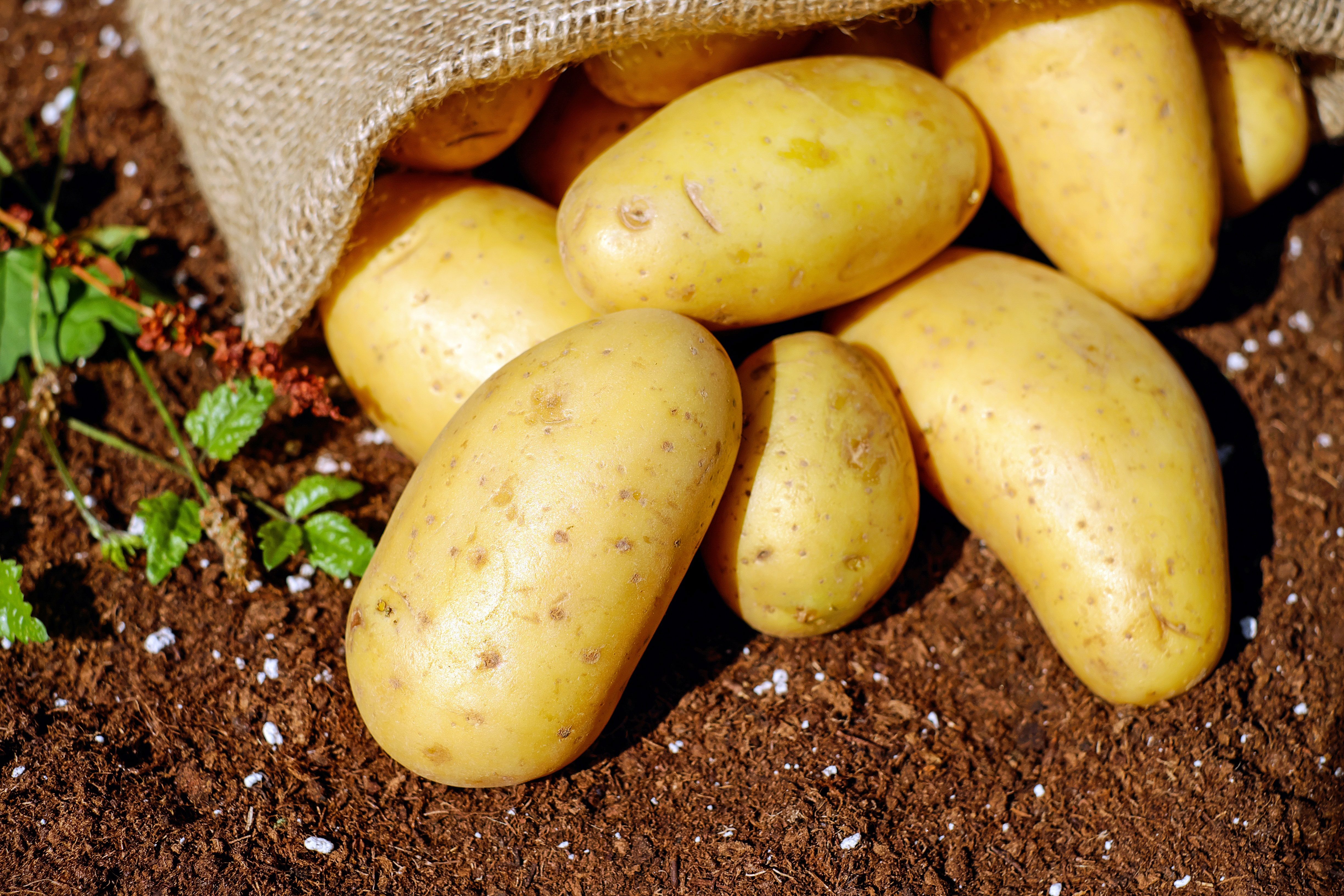 These Simple Habits Can Stop Potatoes From Sprouting Early And Last Longer