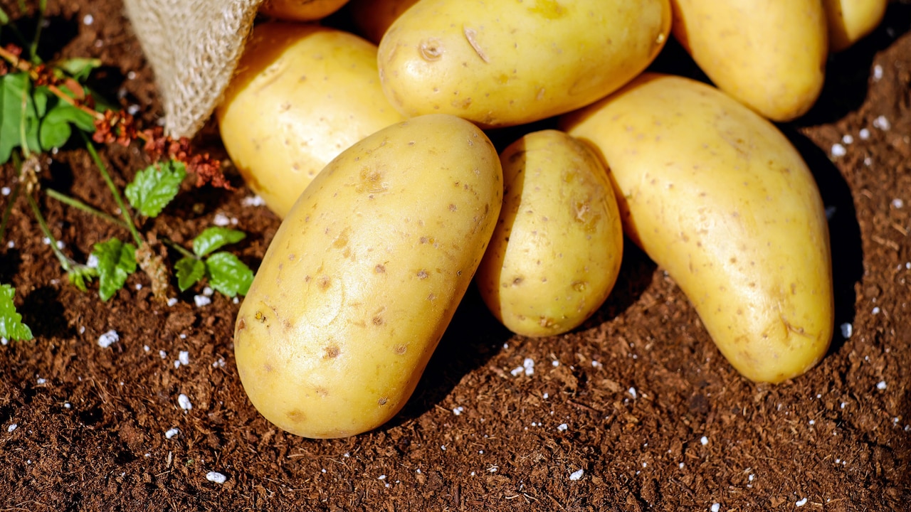 These Simple Habits Can Stop Potatoes From Sprouting Early And Last Longer